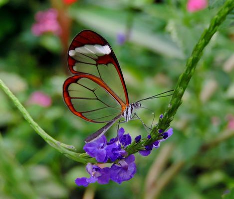 #...Auf der Blumenschaukel........#