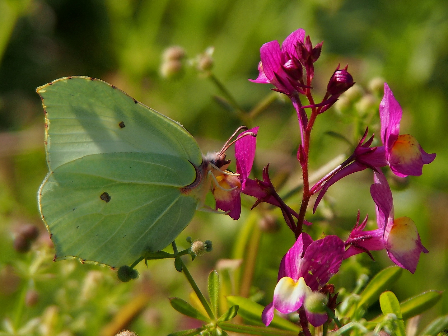 Auf der Blumenwiese