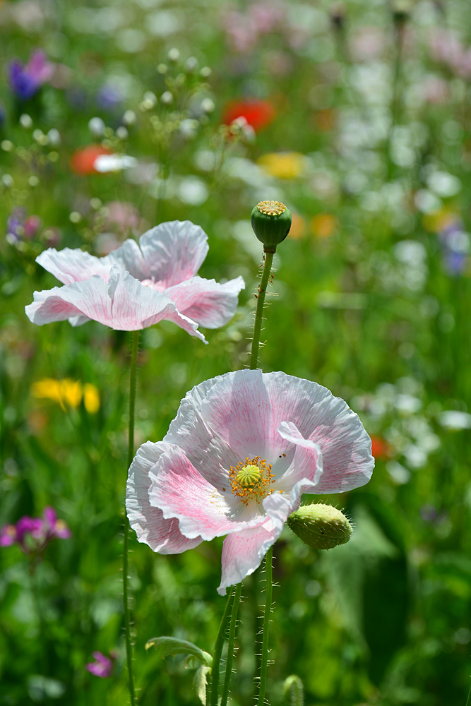 Auf der Blumenwiese ...