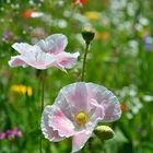 Auf der Blumenwiese ...