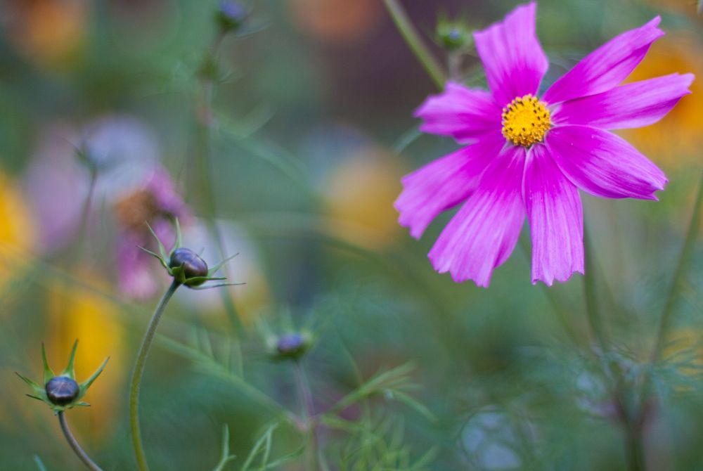 Auf der Blumenwiese