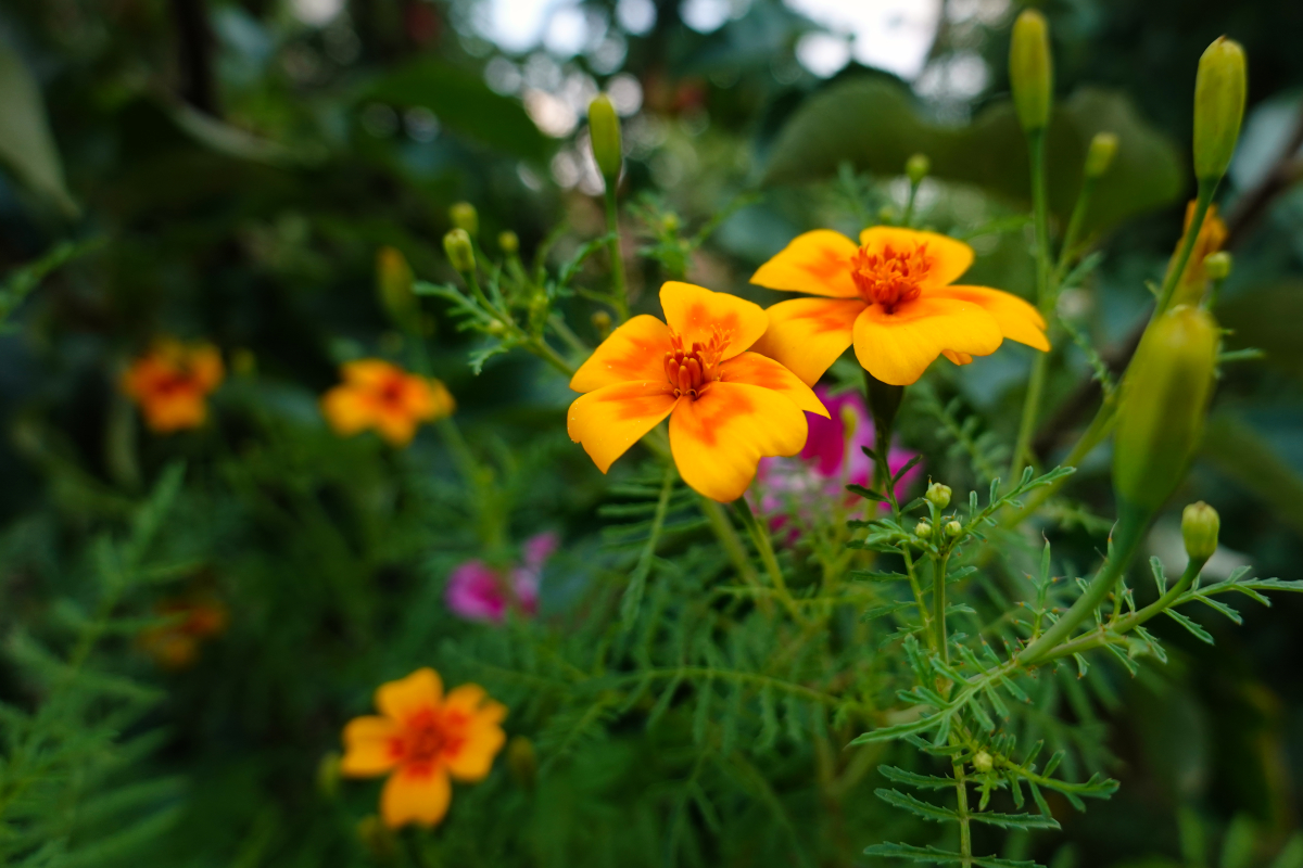 auf der Blumenwiese