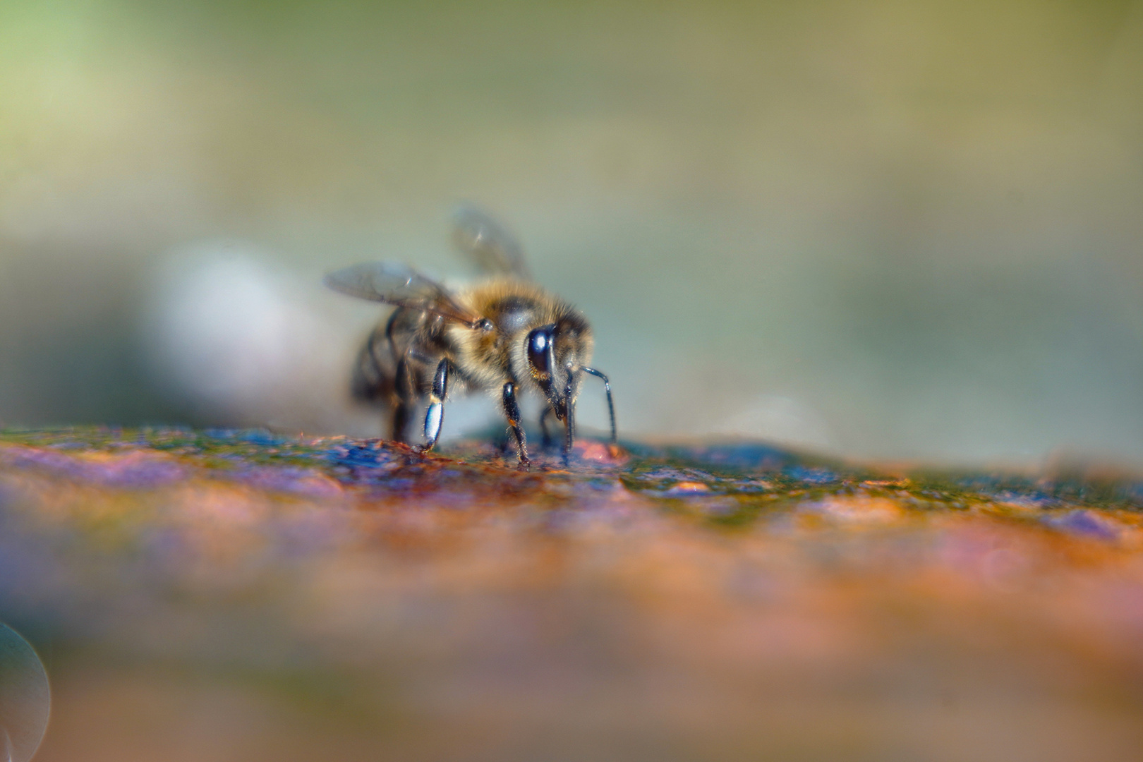 Auf der "Blumenwiese",