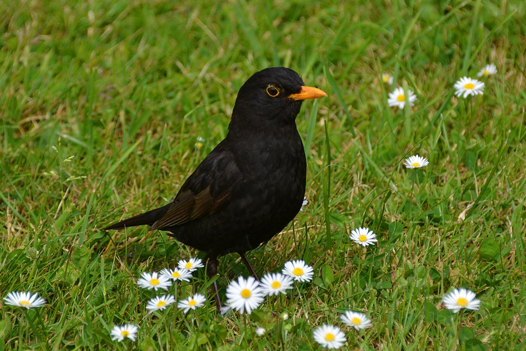 Auf der Blumenwiese