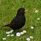 Auf der Blumenwiese