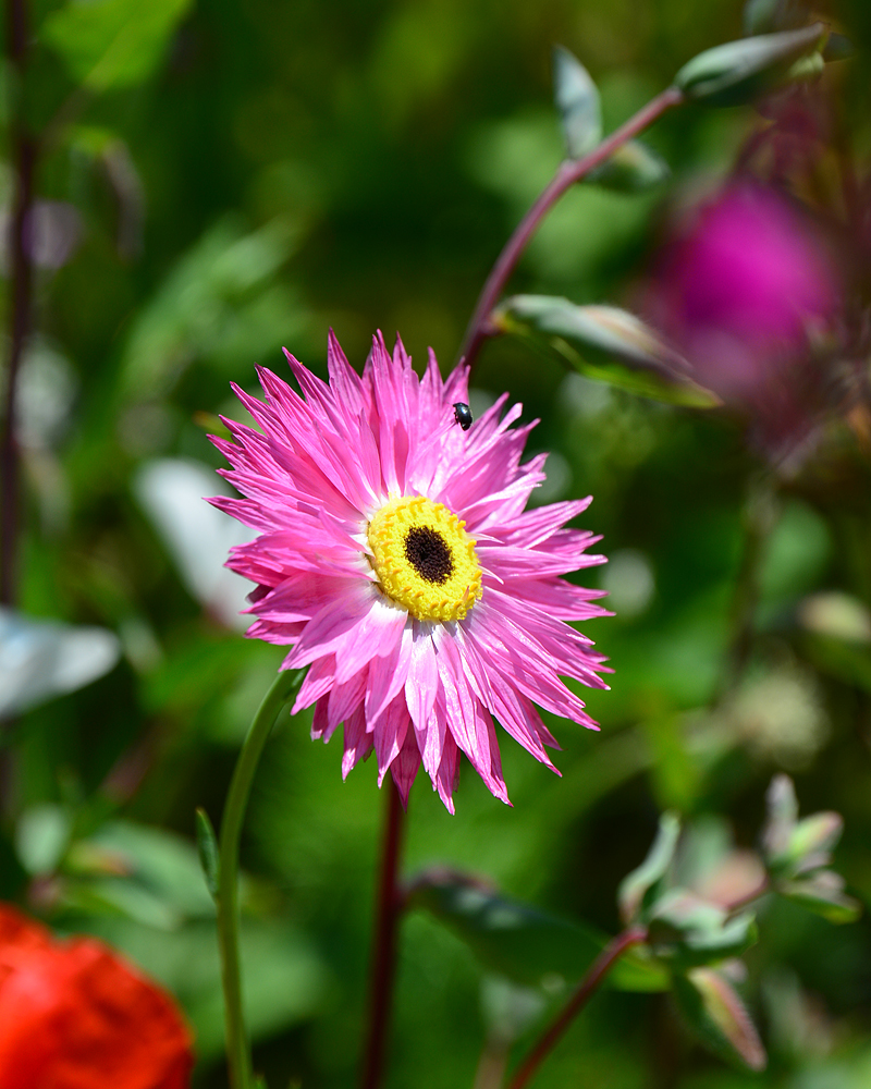 Auf der Blumenwiese 2 ...