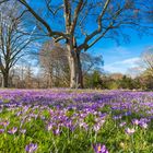 auf der Blumenwiese ......