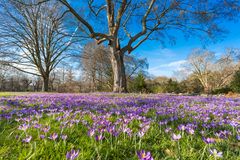 auf der Blumenwiese ......