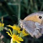 Auf der Blumenwiese...