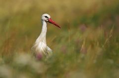 Auf der Blumenwiese