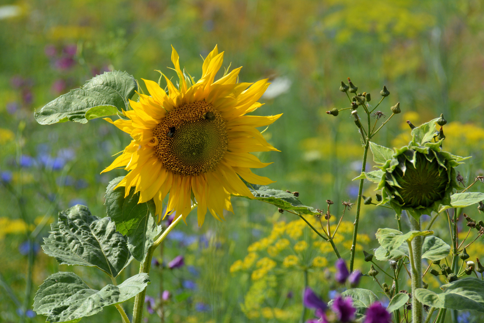 auf der Blumenwiese...