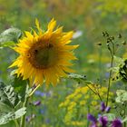 auf der Blumenwiese...