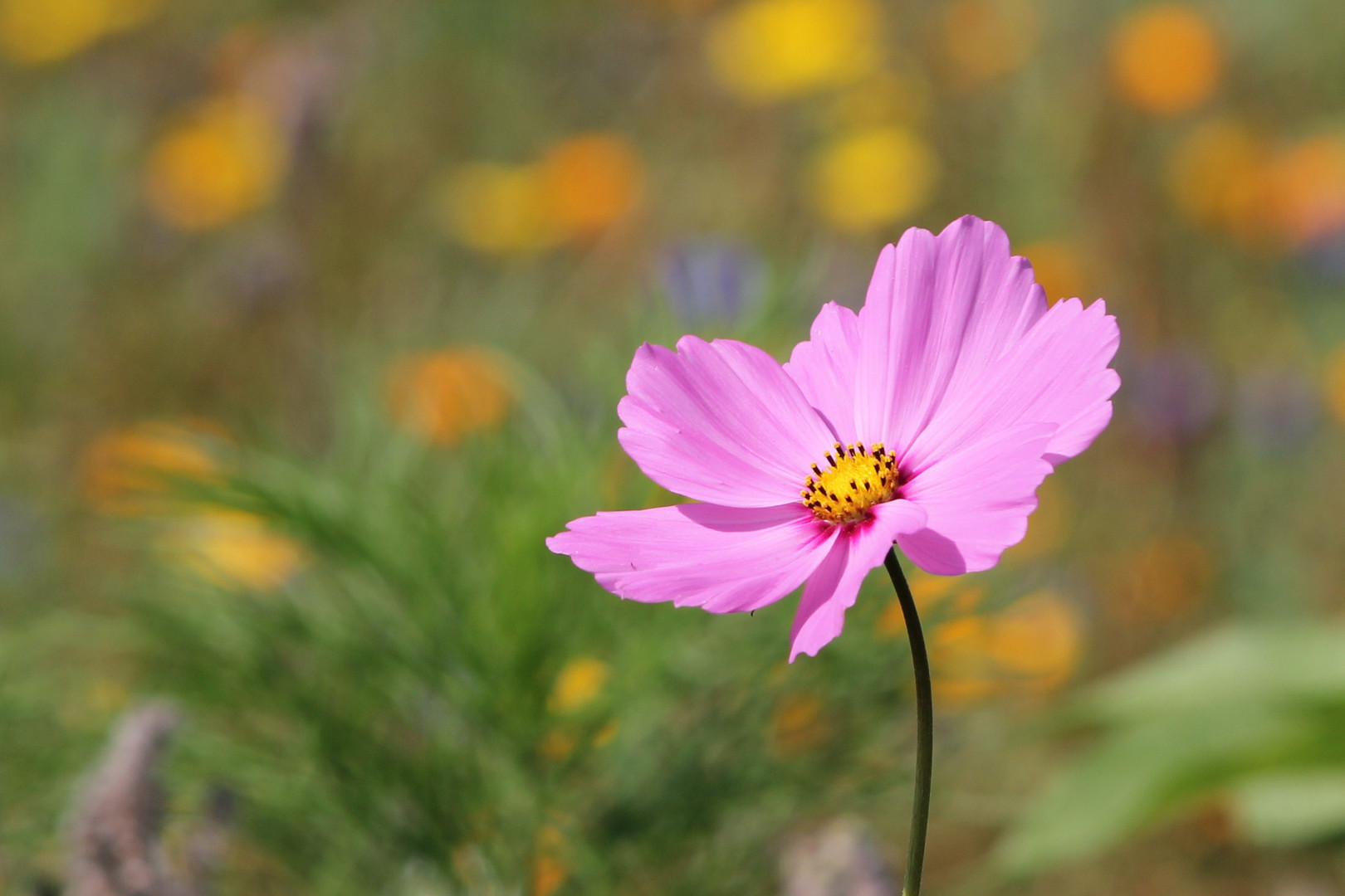 Auf der Blumenwiese...