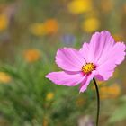 Auf der Blumenwiese...