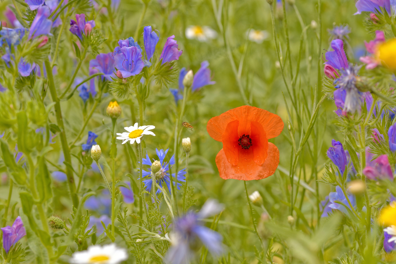 Auf der Blumenwiese