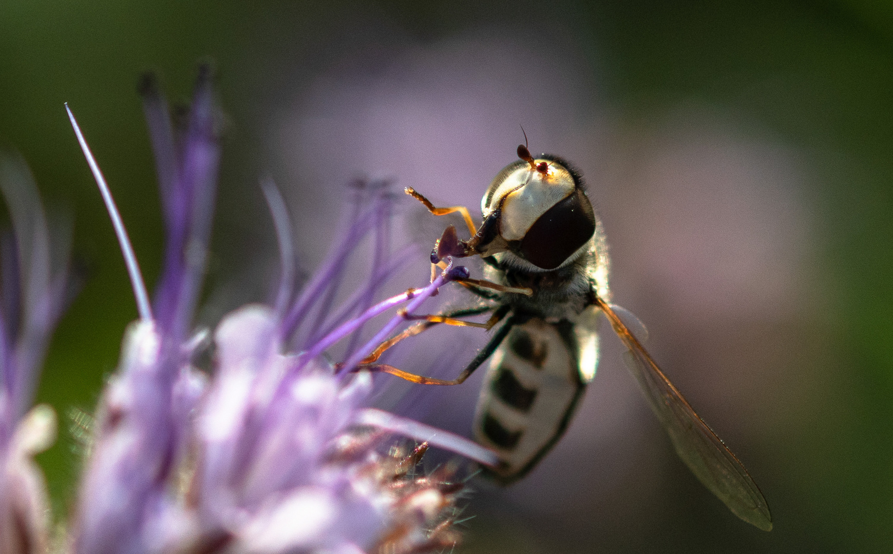 auf der Blumenwiese