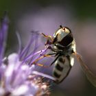 auf der Blumenwiese