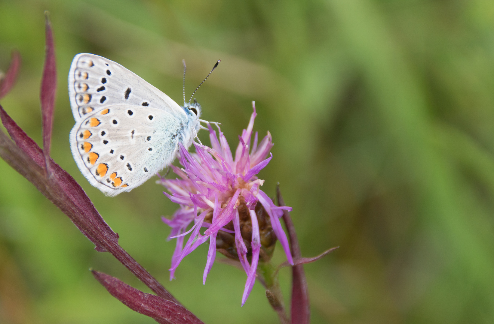 Auf der Blumenwiese