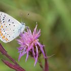 Auf der Blumenwiese