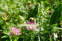 Auf der Blumenwiese