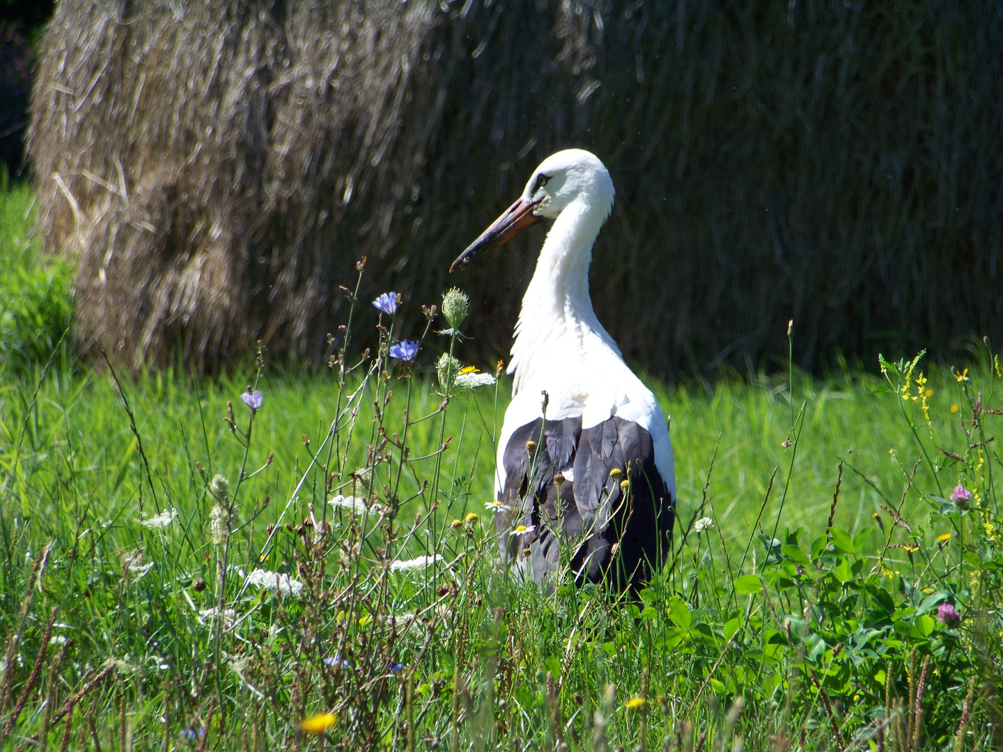 Auf der Blumenwiese