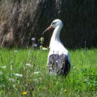 Auf der Blumenwiese