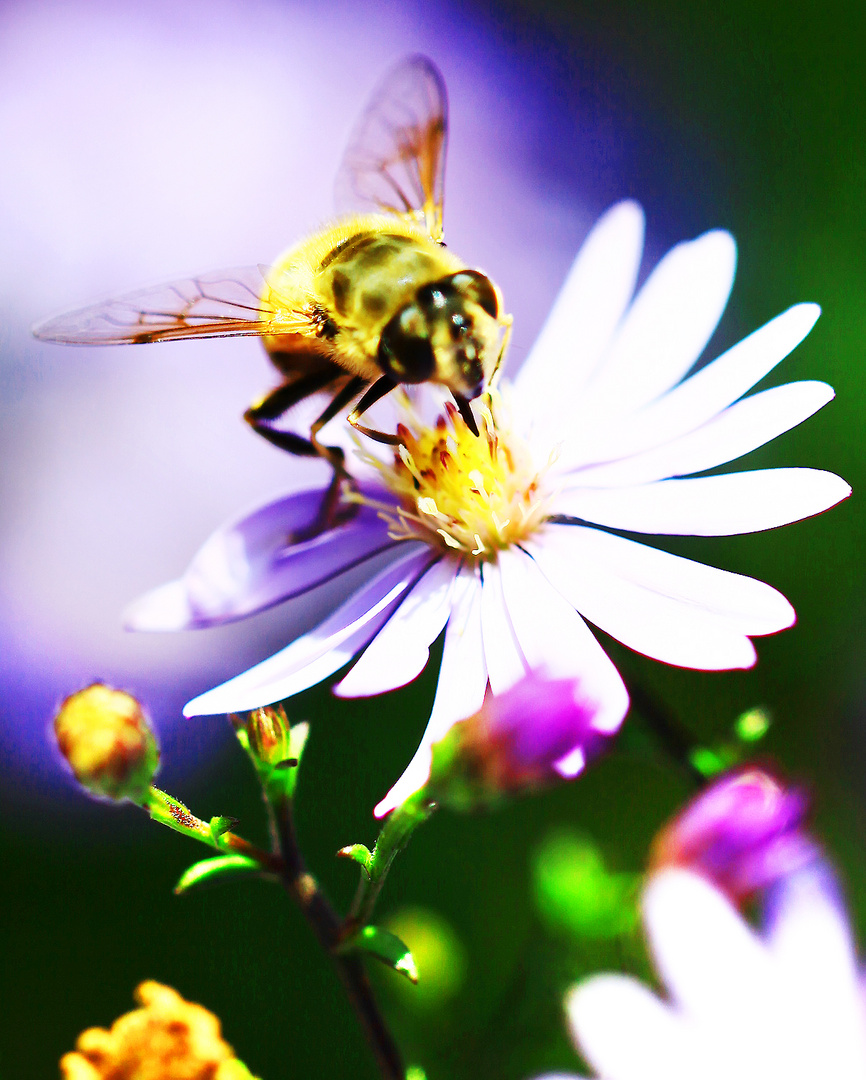 auf der Blumenwiese...