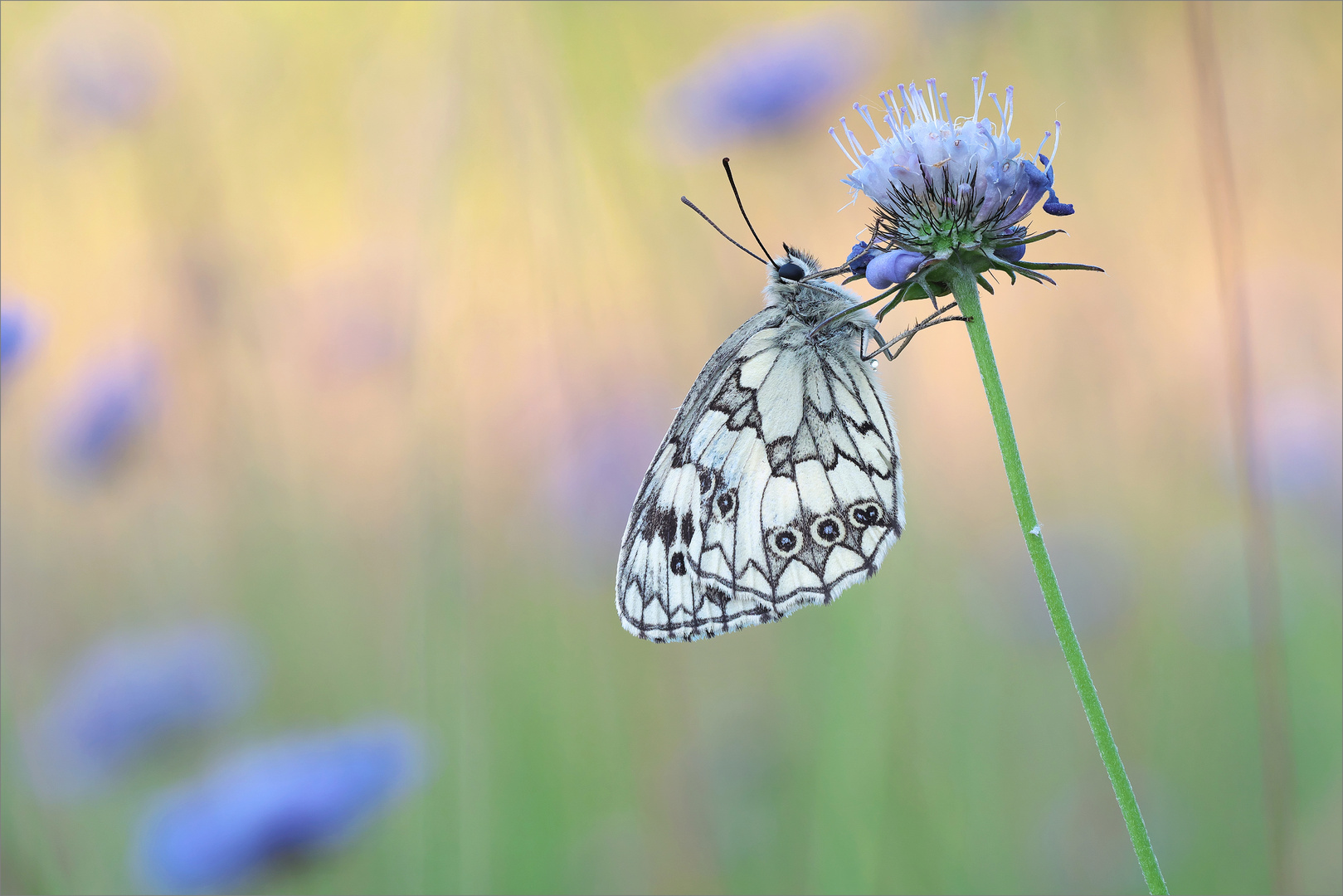 Auf der Blumenwiese