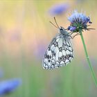 Auf der Blumenwiese