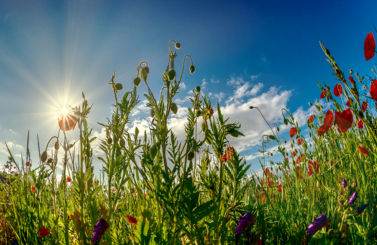 Auf der Blumenwiese