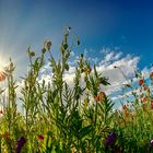 Auf der Blumenwiese