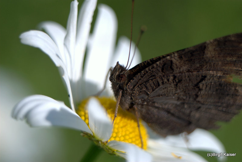 auf der Blumenwiese