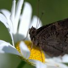 auf der Blumenwiese