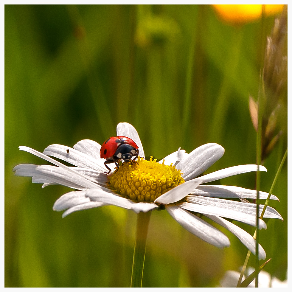 Auf der Blumenwiese