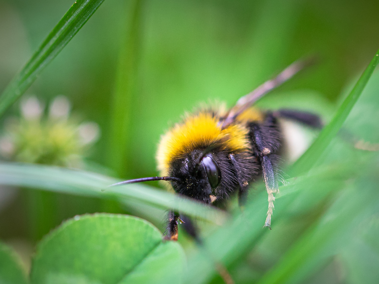 Auf der Blumenwiese