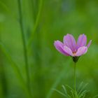 Auf der Blumenwiese