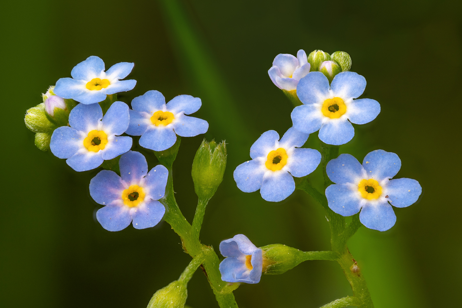 Auf der Blumenwiese