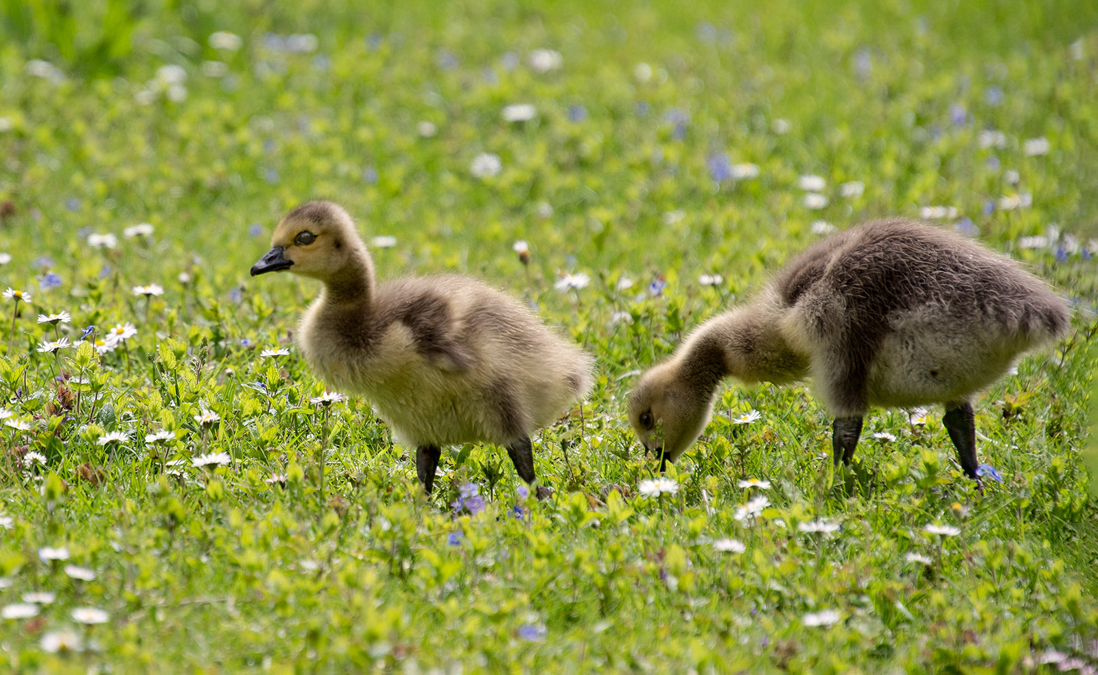 Auf der Blumenwiese