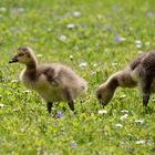 Auf der Blumenwiese