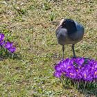 Auf der Blumenwiese