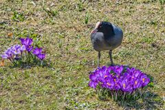 Auf der Blumenwiese