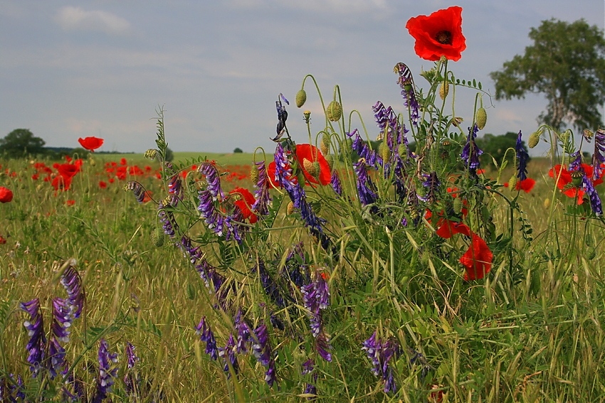 Auf der Blumenwiese...