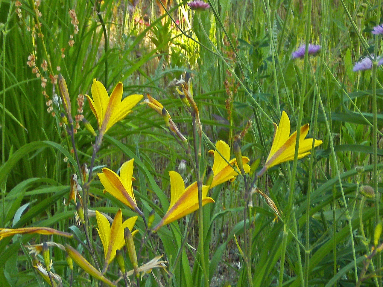 auf der Blumenwiese