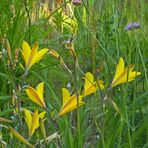 auf der Blumenwiese