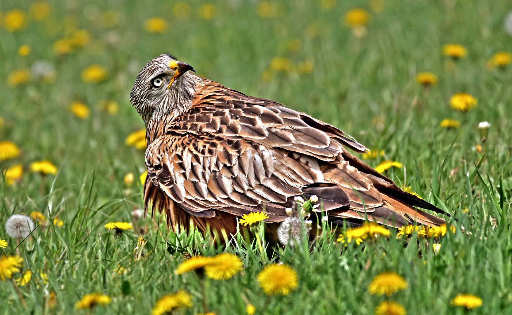 Auf der Blumenwiese