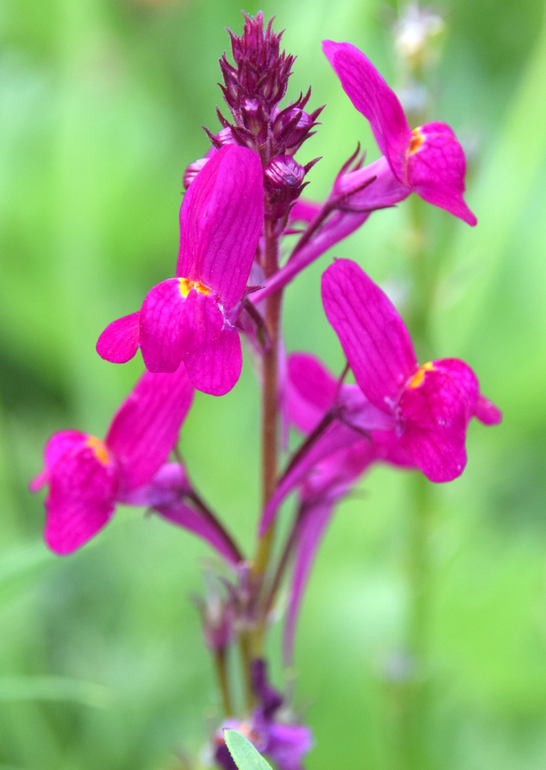 auf der Blumenwiese gesehen