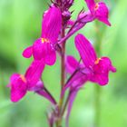 auf der Blumenwiese gesehen