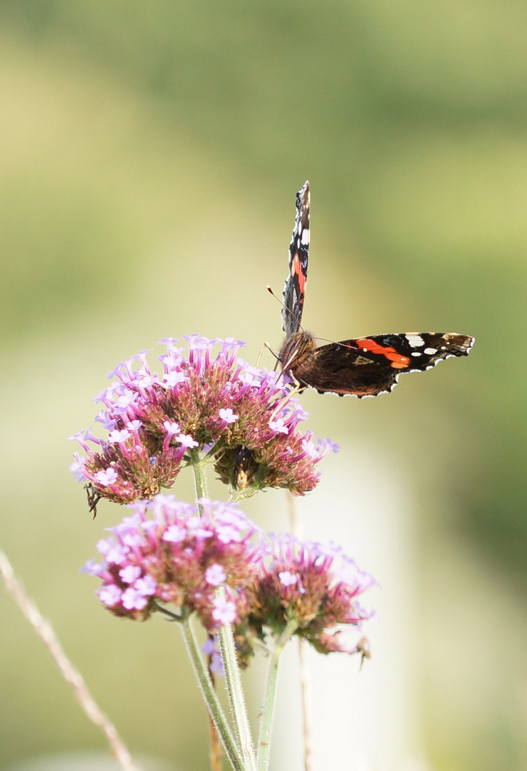 Auf der Blumenwiese (Vanessa atalanta-Admiral)