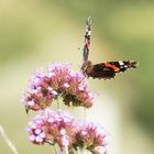 Auf der Blumenwiese (Vanessa atalanta-Admiral)