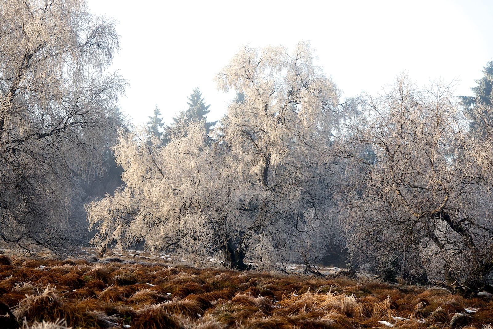 Auf der Breungeshainer Heide gibt es eine Fläche mit einem Hochmoor.